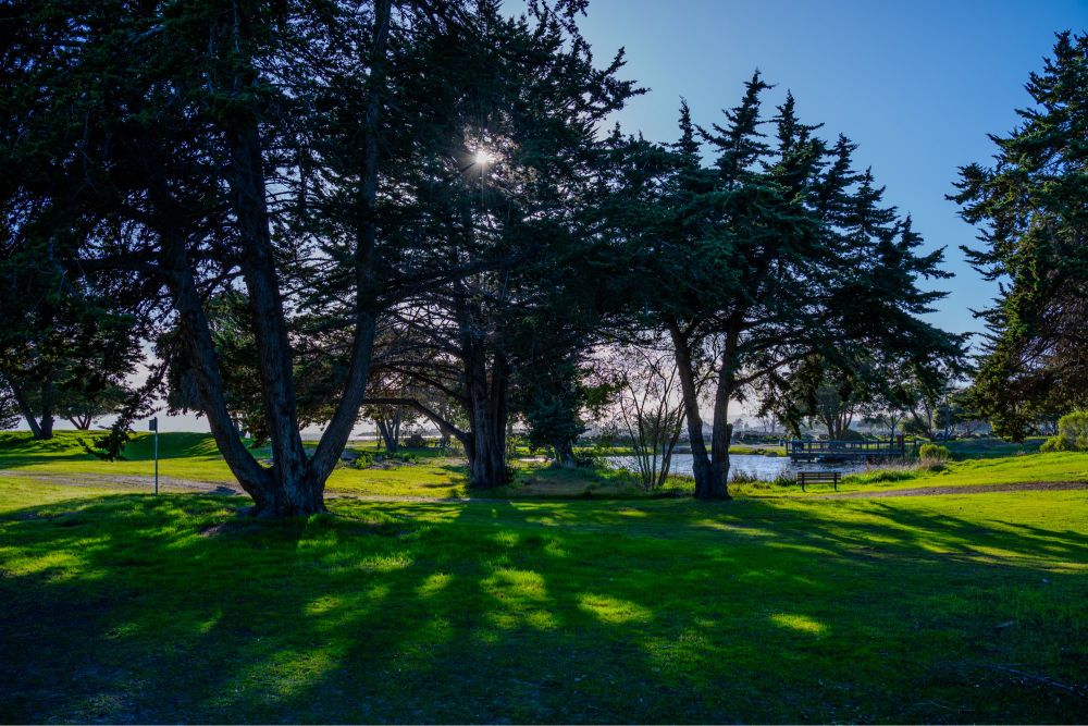 Landscape view of bright sun behind trees with shadows on green grass in the foreground. In the deep background is small body of water and blue sky. 