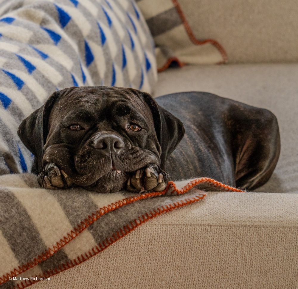 Female Cane Corso laying on a couch.