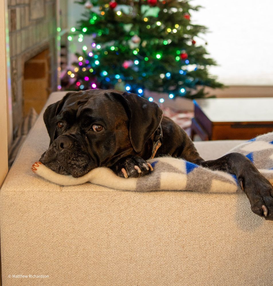 Female Cane Corso laying on a couch. Christmas tree in the background with colorful Christmas lights. 