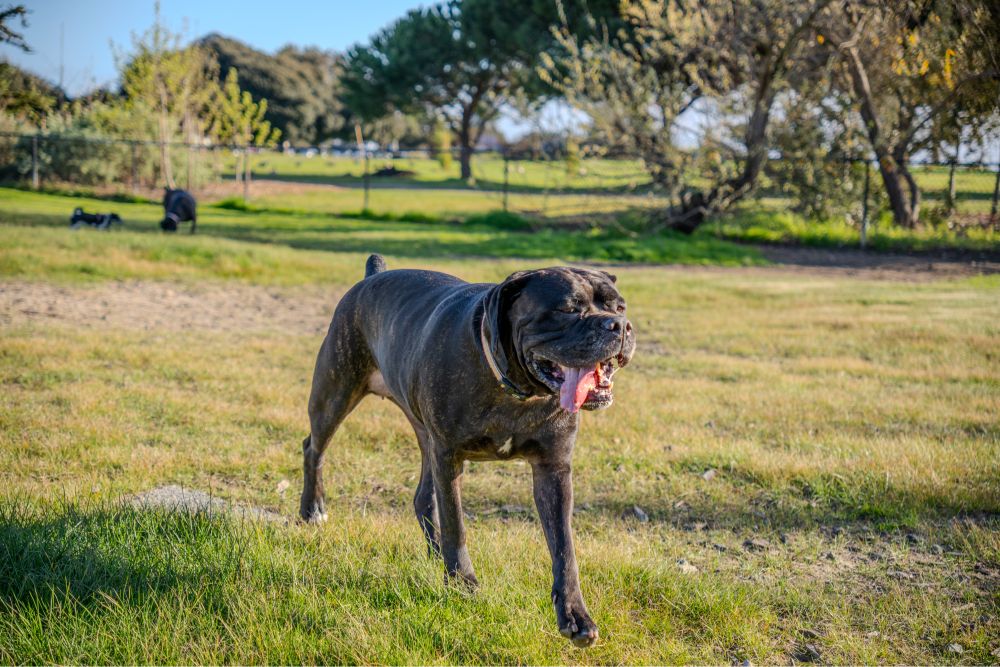 Cane corso running at a dog park on green grass growing on sandy ground. The dog’s mouth is open and tongue is hanging out. 