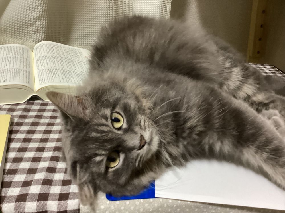 机の上に寝転がってこちらを見つめている猫の写真