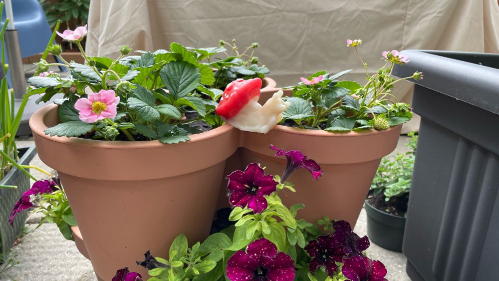 Staged pic of a Snailshroom squish from Wyverns Vault with a tiered planter of strawberries and red Night Sky petunias (reddish-purple flowers with white specs). The squish has a mushroom-y pour, with white spotted red cap/shell and off-white body.  