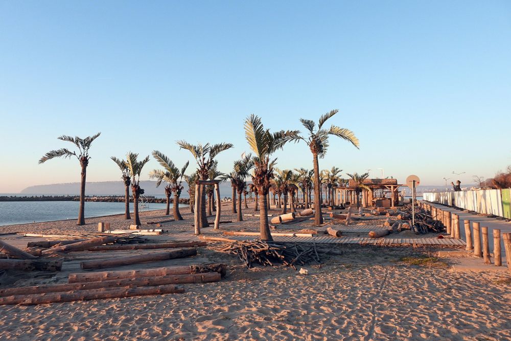 Рапонги трета буна варна пластмасови палми