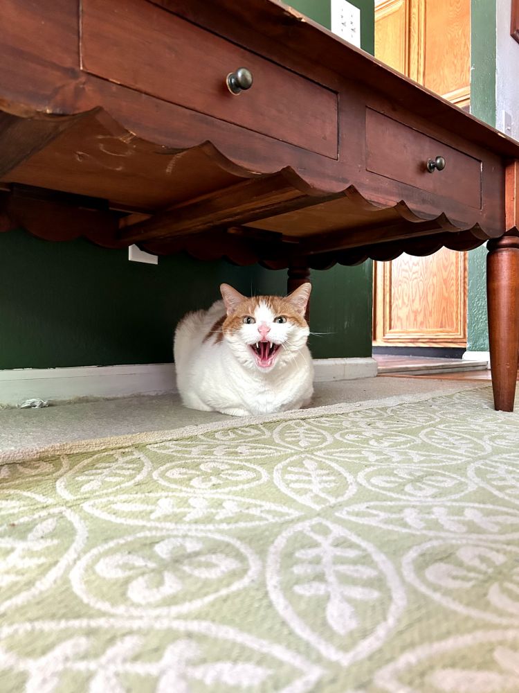 Very angry kitty!