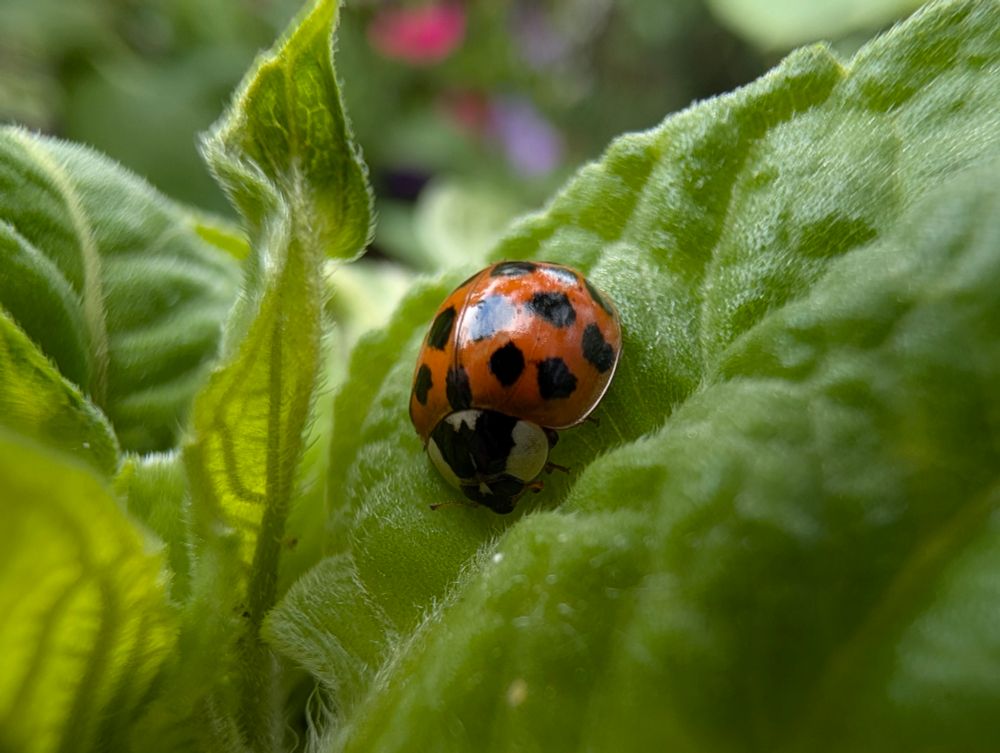 A ladybug on a leaf 