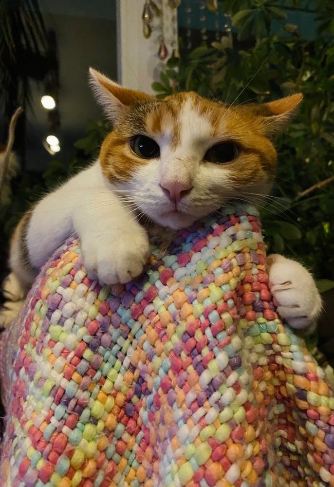 Another picture of my cat