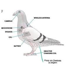 Abbildung: Vogel als Drohne