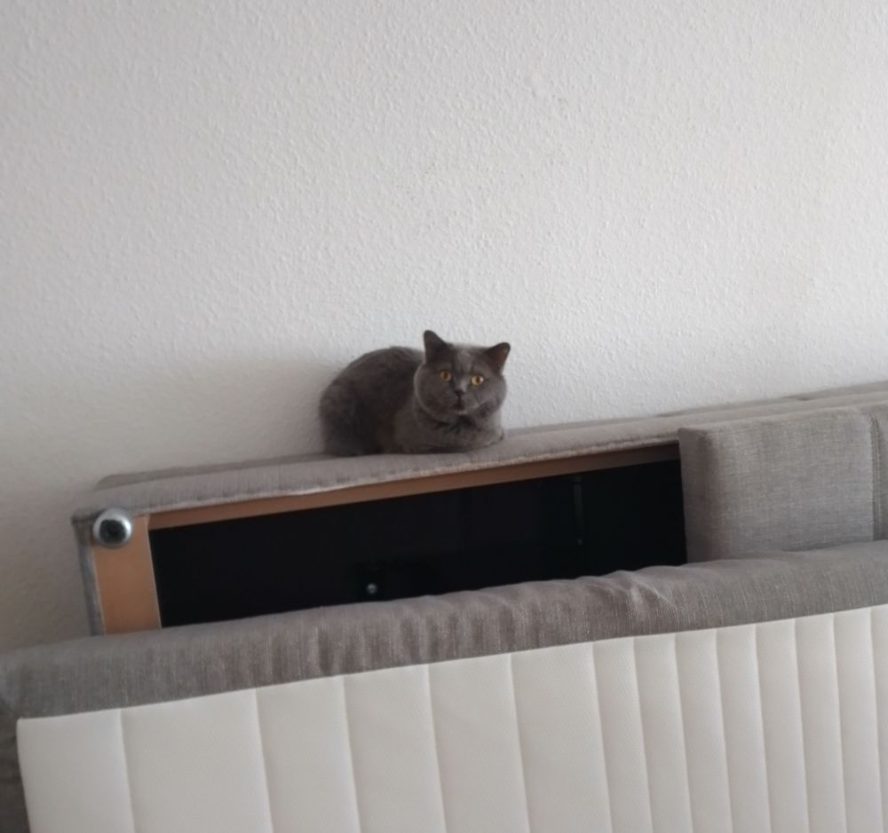 Ein grauer Kater auf der Kante eines Betts schaut fragend skeptisch in die Kamera