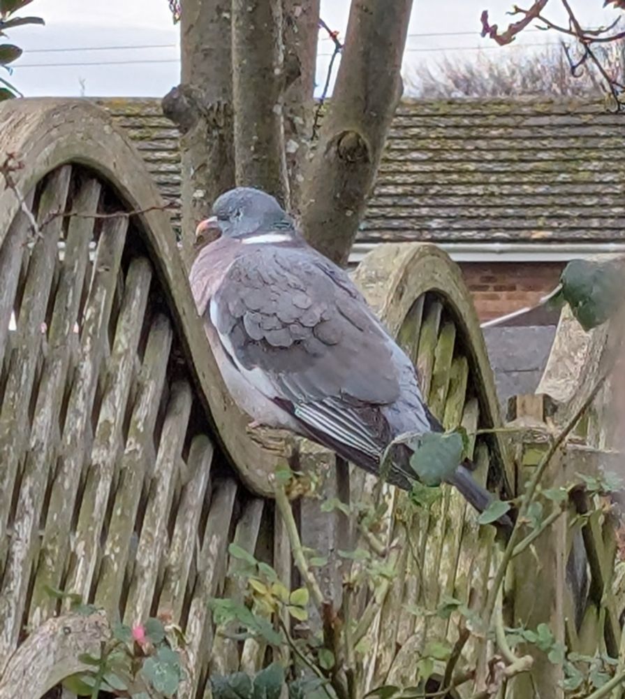Photo of one of two wood pigeons I saw during the RSPB Great Garden Birdwatch 