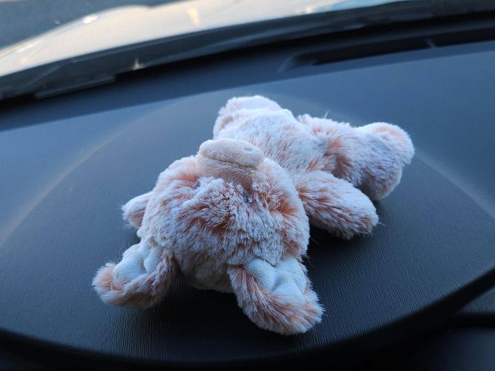 Peppy laying on his back