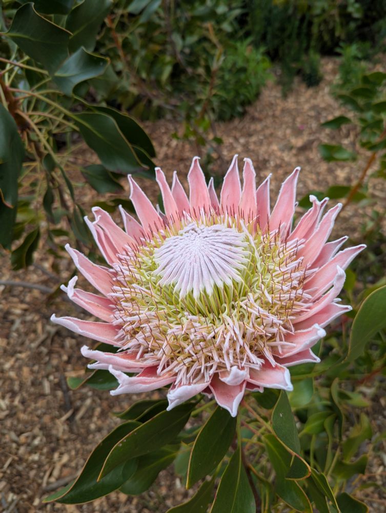 Protea cynarioides open flower. The photo displays a large open flower near 30cm wide. The outter floral bracts are light pink while the inner ones are pinkish. Like all other Proteaceae, they have filaments and anthers that are hard and prickly.
