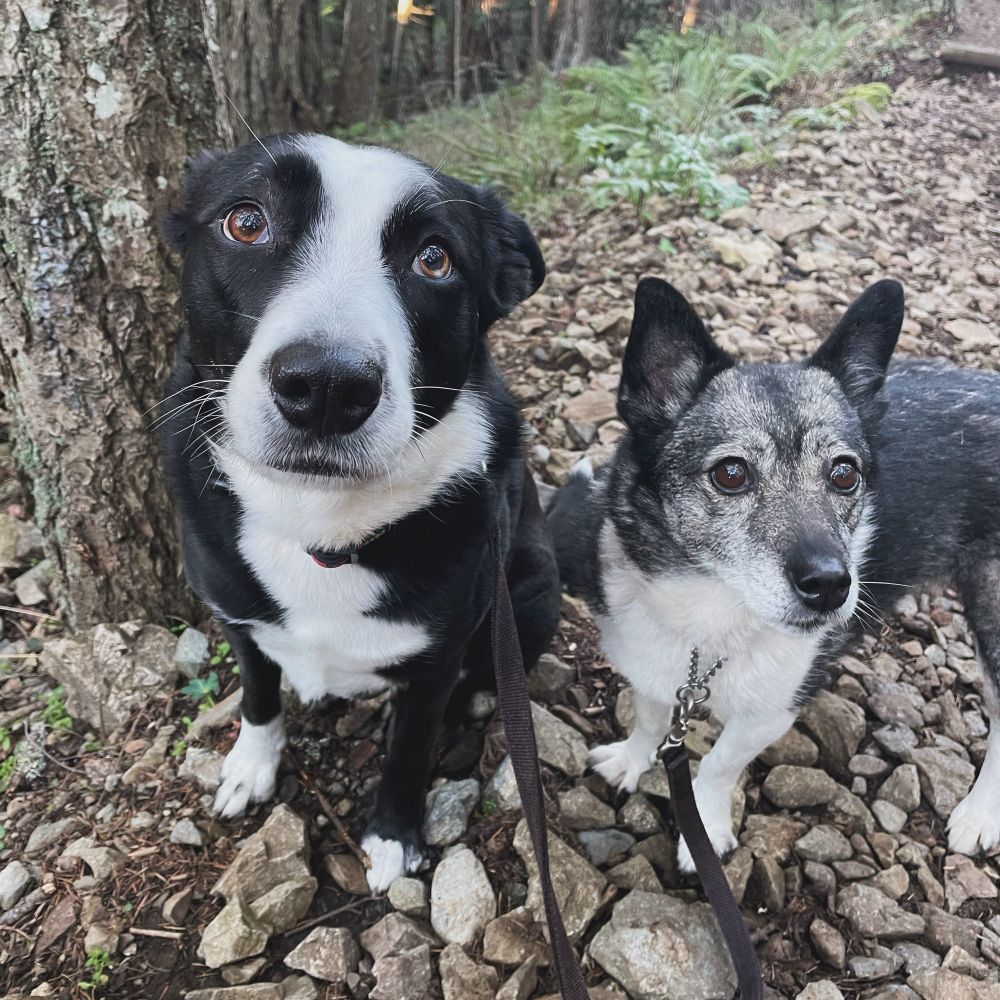 A black and white border collie and a small grey dog beside a tree 