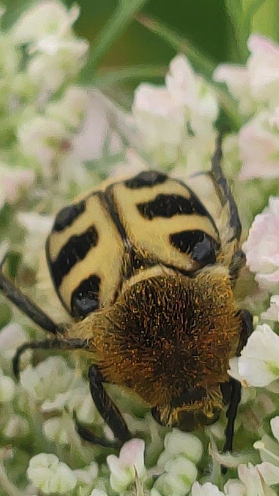 Comment image