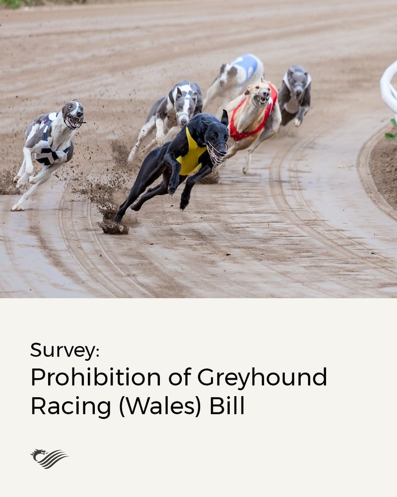 Image of several greyhounds racing on a dirt track, with one in the lead wearing a yellow vest. The image is labeled "Survey: Prohibition of Greyhound Racing (Wales) Bill."