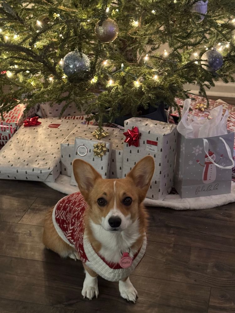 A corgi in a sweater in front of a Christmas tree