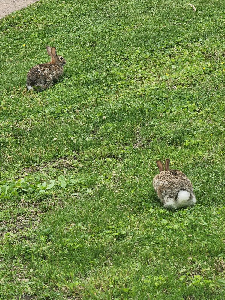 Two rabbits sitting in green grass.