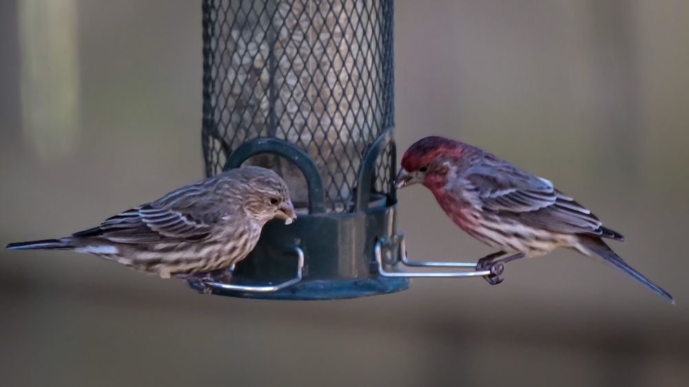 Two birds at feeder eating safflower seeds. 