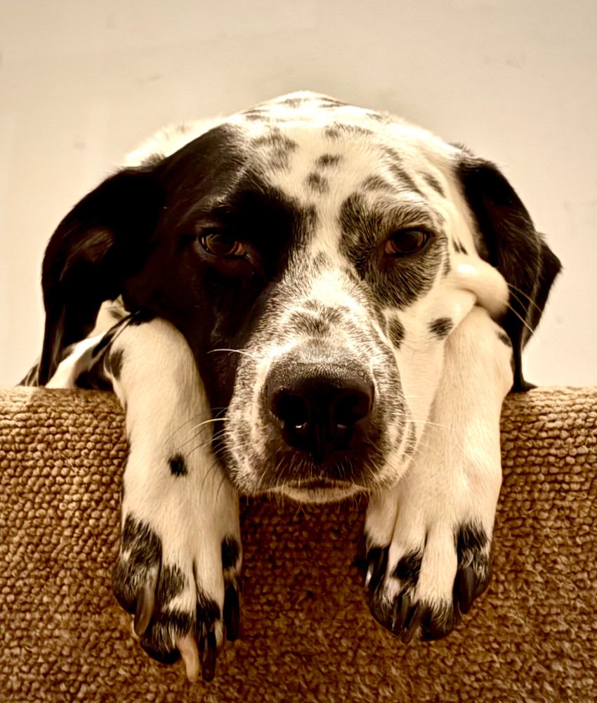 Dalmatian looking existential 