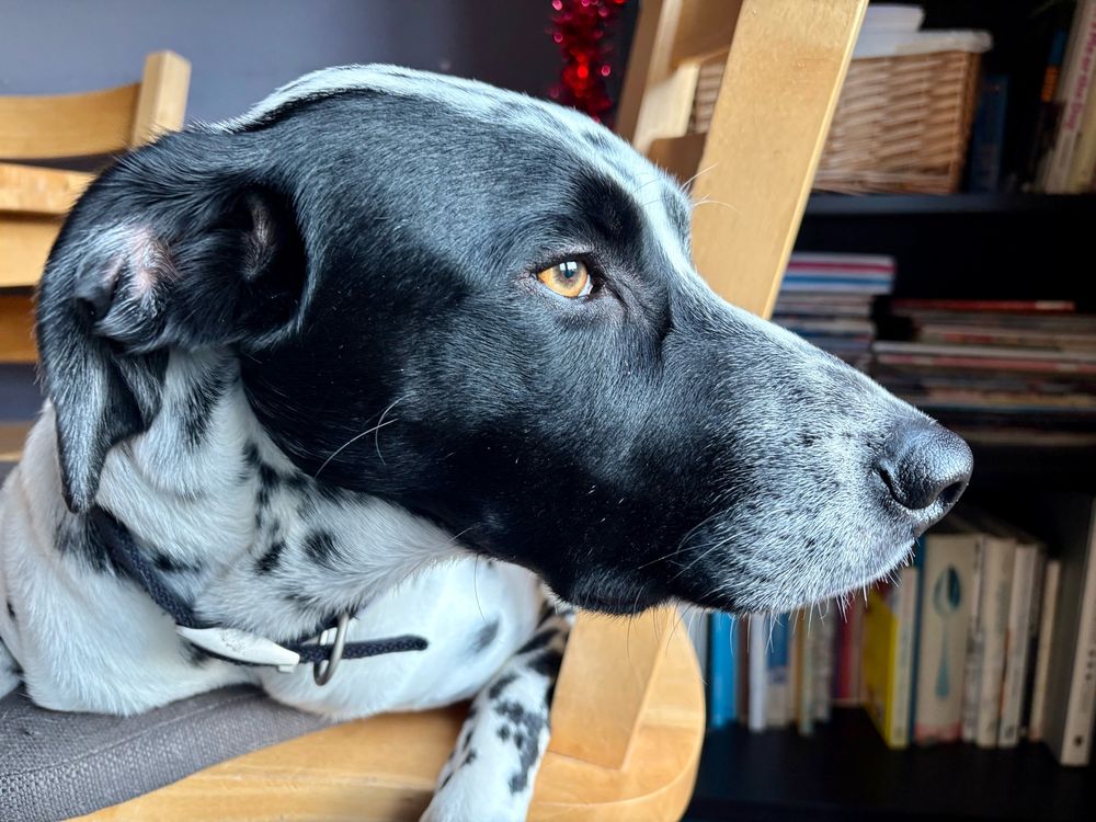 Sort of a Dalmatian, possibly German Springer, sort of like Basil Rathbone, sorta insane. 