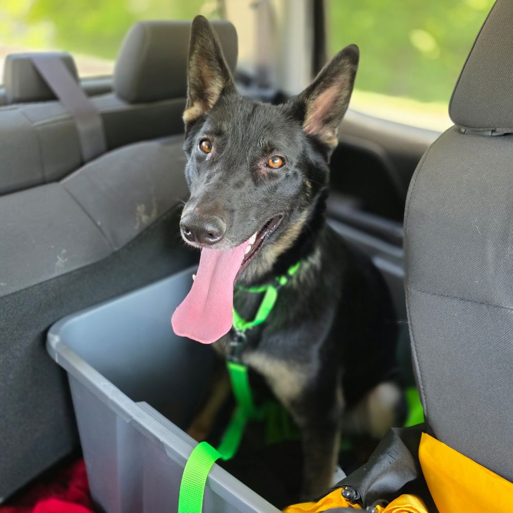 A black German shepherd dog in the background seat of a truck, sitting in a plastic box, happy as can be with his tongue hanging out.