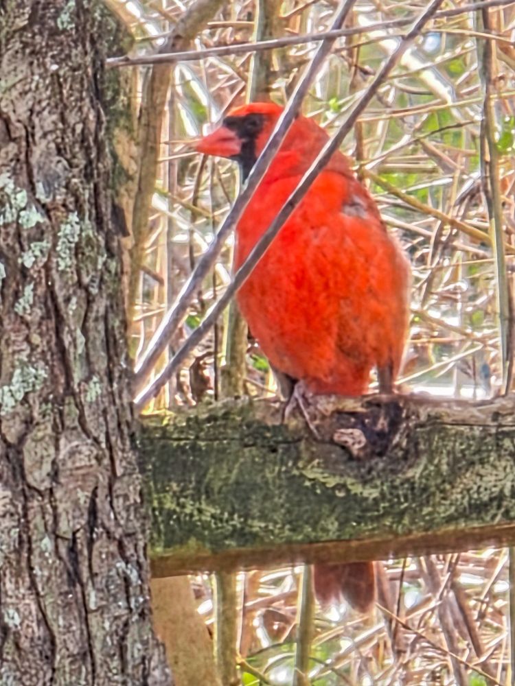 A surprisingly clear very zoomed in cell phone photo of a cardinal. You can clearly see his eye, feathers, and colors.

The bright red bird is sitting on a post next to a tree facing the camera and looking to the left side of the frame. The background is mostly brown branches, with sunlight streaking through providing a nice backlight.