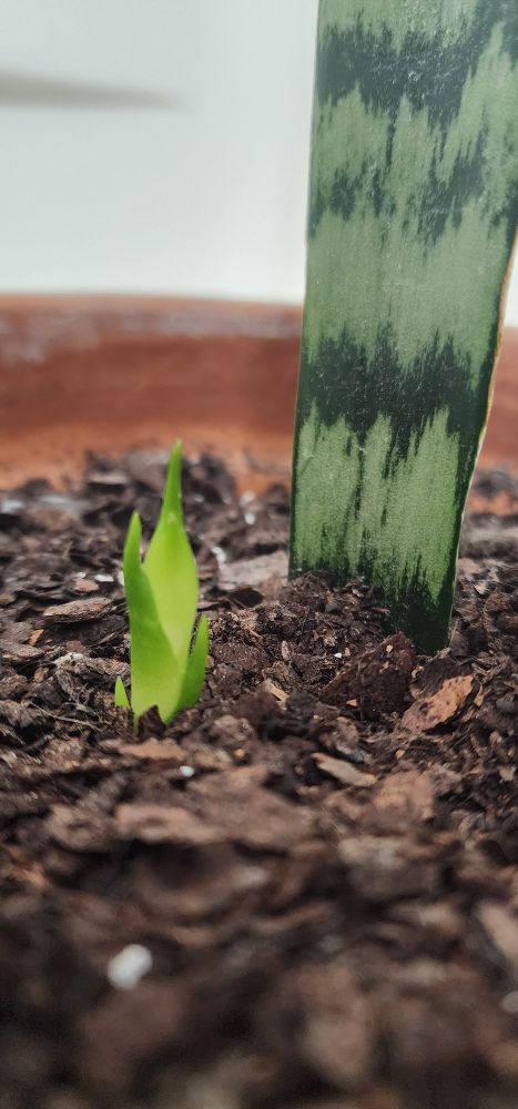 A close up image of a tiny snake plant sprout coming up out of the dirt inside a terracotta pot. To the right of the sprout is a single mature snake plant leaf planted in the dirt, the colors alternating in horizontal stripes from light to dark green.