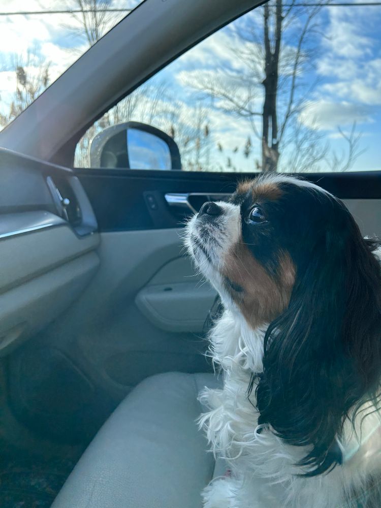 Tricolored Cavalier King Charles riding in the front seat on the way to the vet, looking adorable 