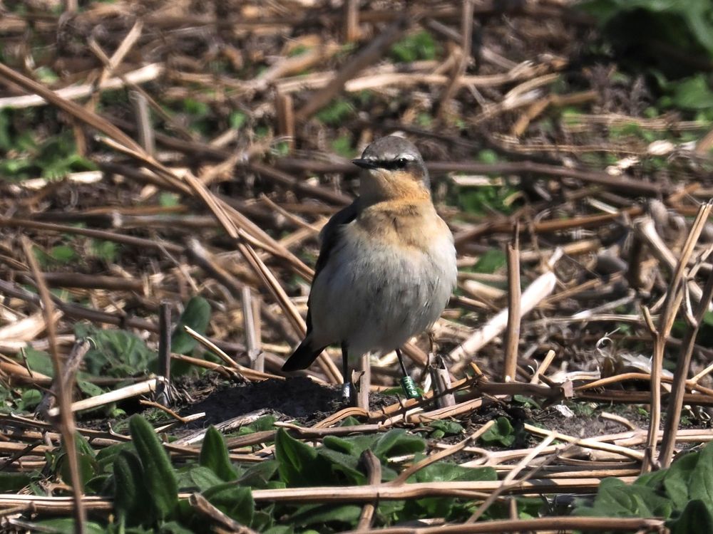Female Wheatear with green colour ring H69