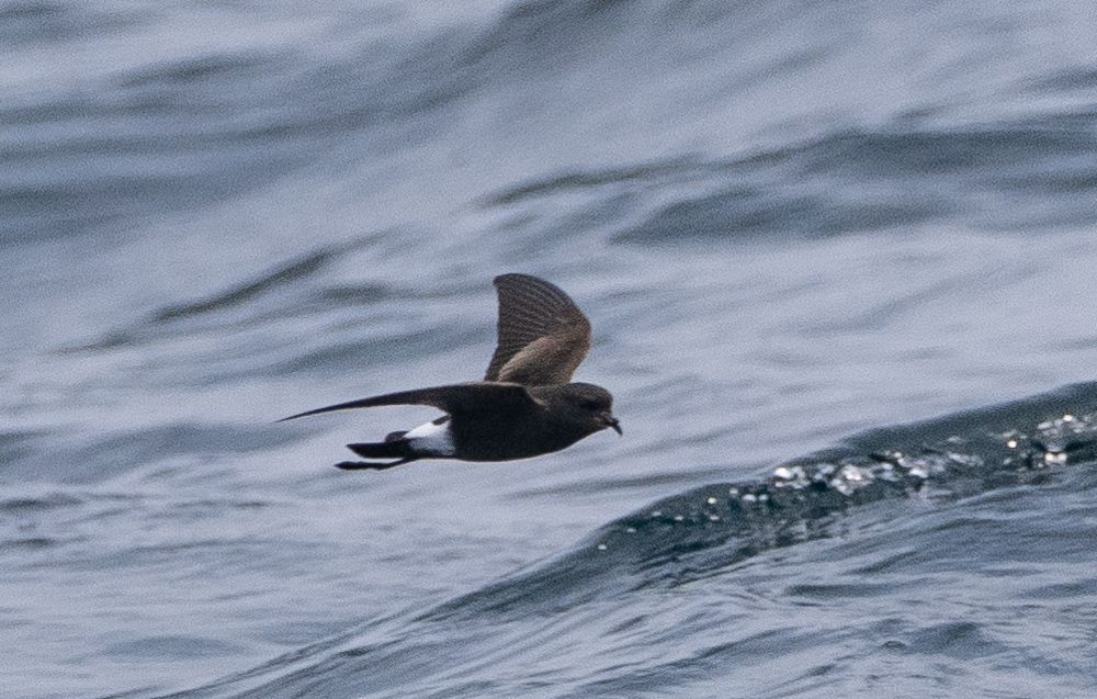 Wilson's Storm Petrel gliding over the sea (Mark Hipkin)