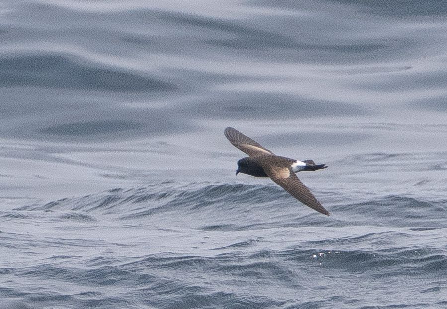 Wilson's Storm Petrel gliding over the sea (Mark Hipkin)