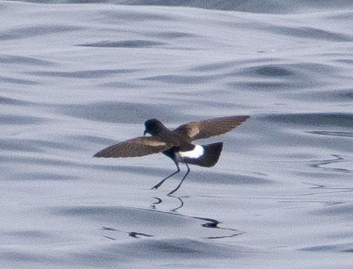Wilson's Storm Petrel walking over the sea (Mark Hipkin)