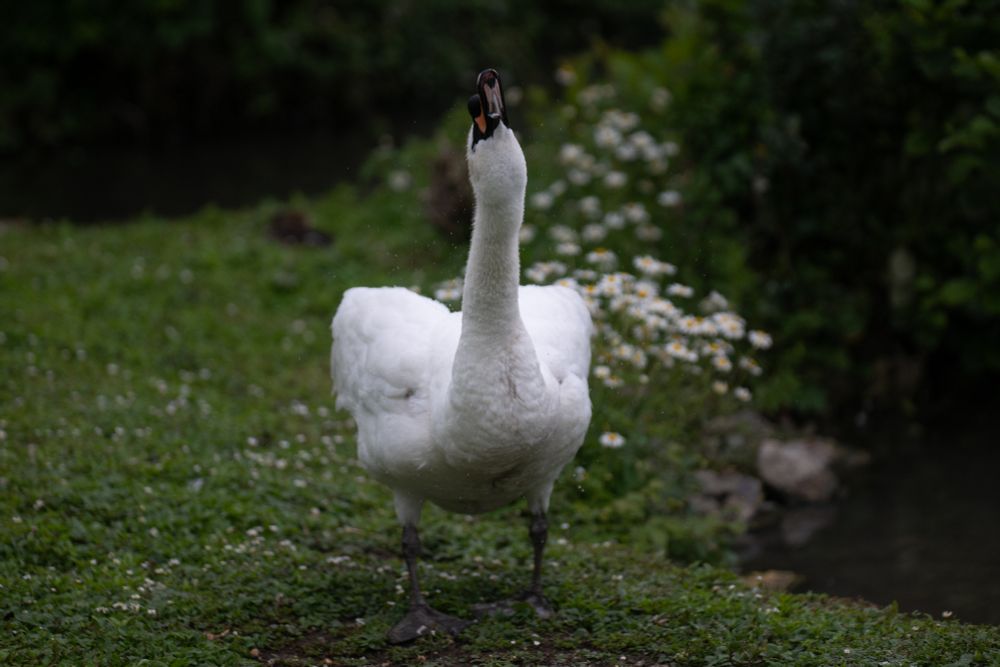 Mute Swan shaking itself dry on a grass bank