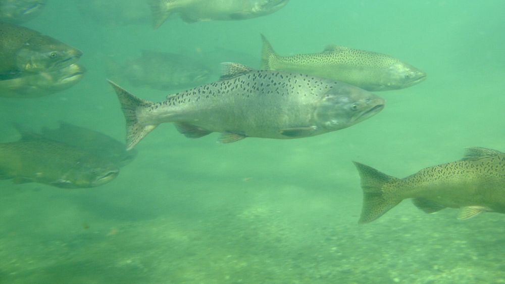 Chinook salmon chilling in the California's North Yuba River