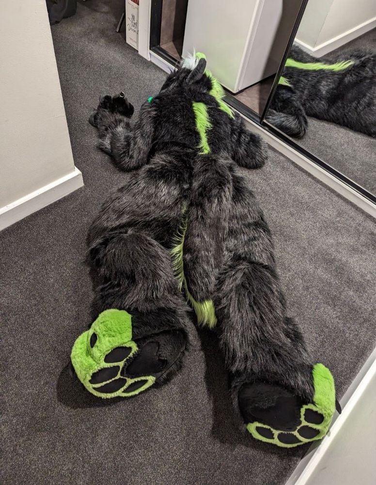 Drunk wolf on the floor