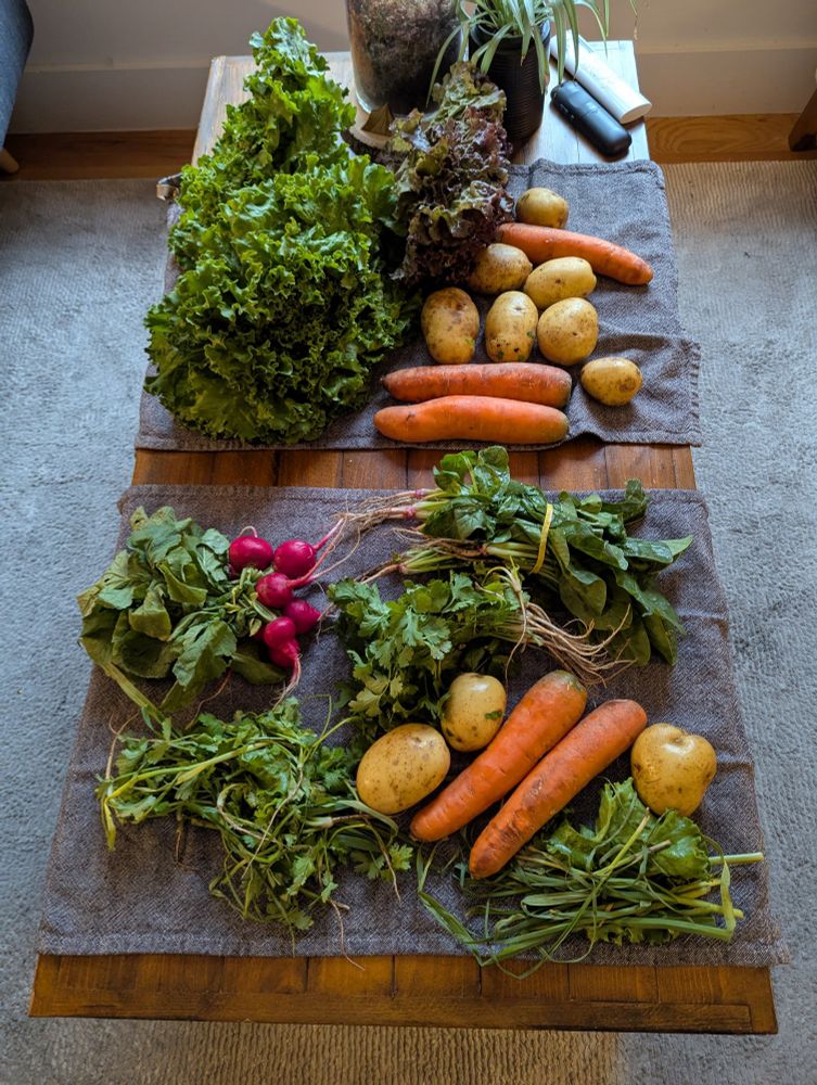 A photograph of a coffee table with two kitchen towels laid out, with assorted vegetables from a farm on top. Carrots, leafy greens, potatoes, radishes.