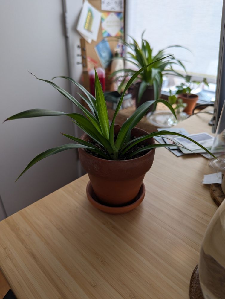 A baby spider plant in a small terracotta pot, just cut from a mother spider plant.
