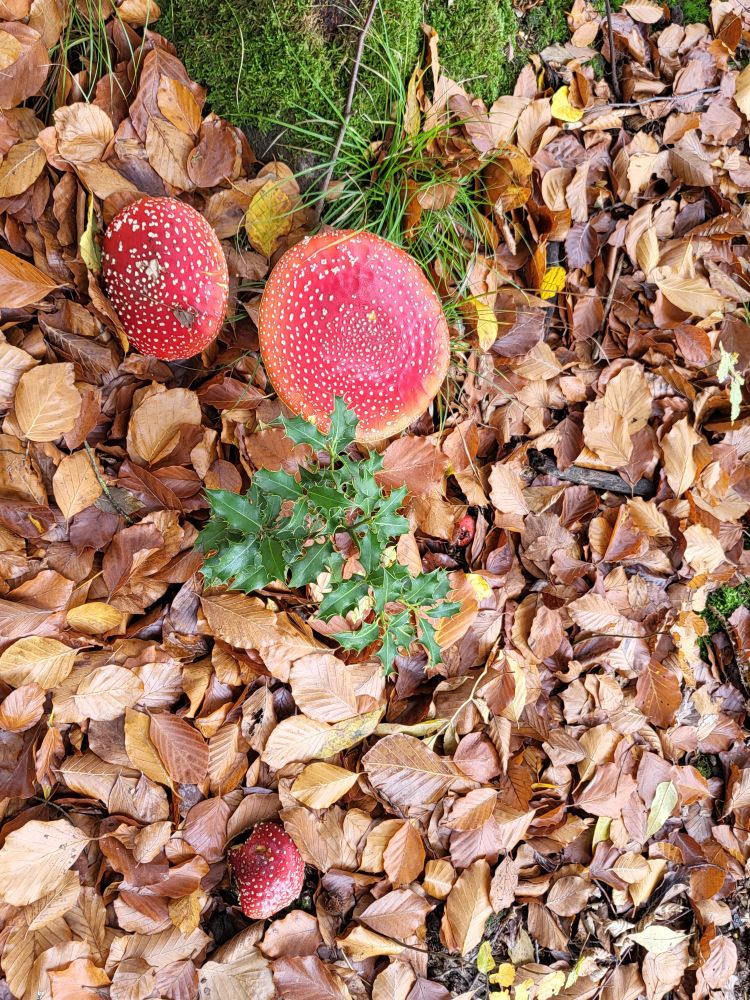 Ein paar Fliegenpilze auf laubbedecktem Boden 