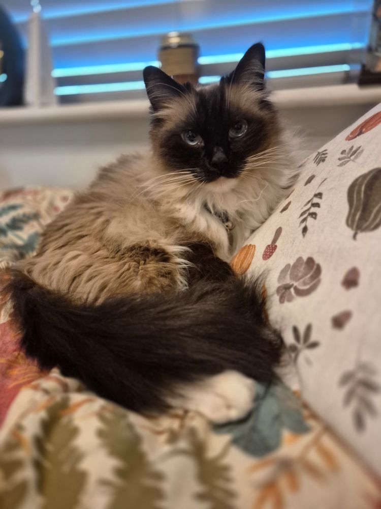 Ragdoll cat laid on bed.