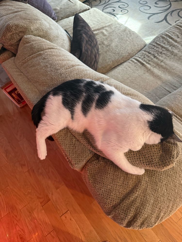 my cat paris sleeping with her face buried in the couch hugging the cushion 
