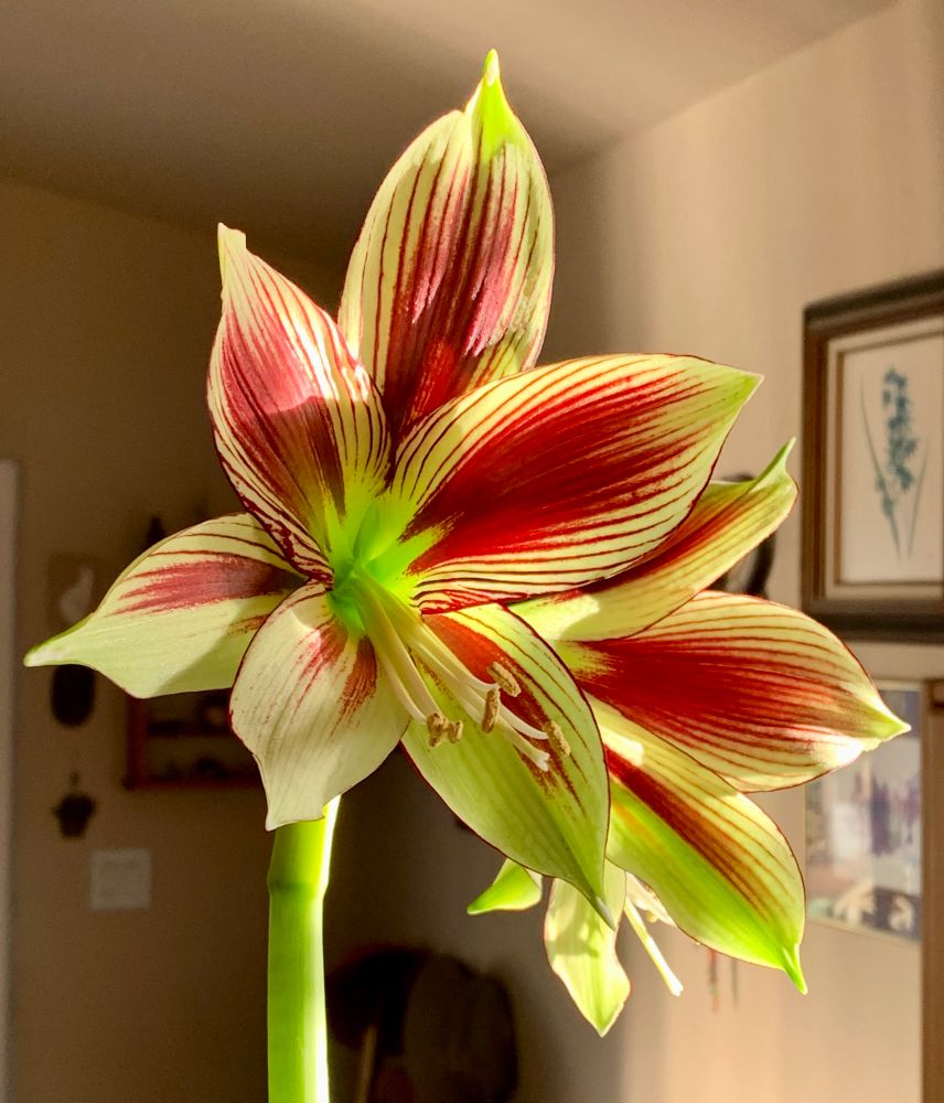 Hippeastrum papilio 