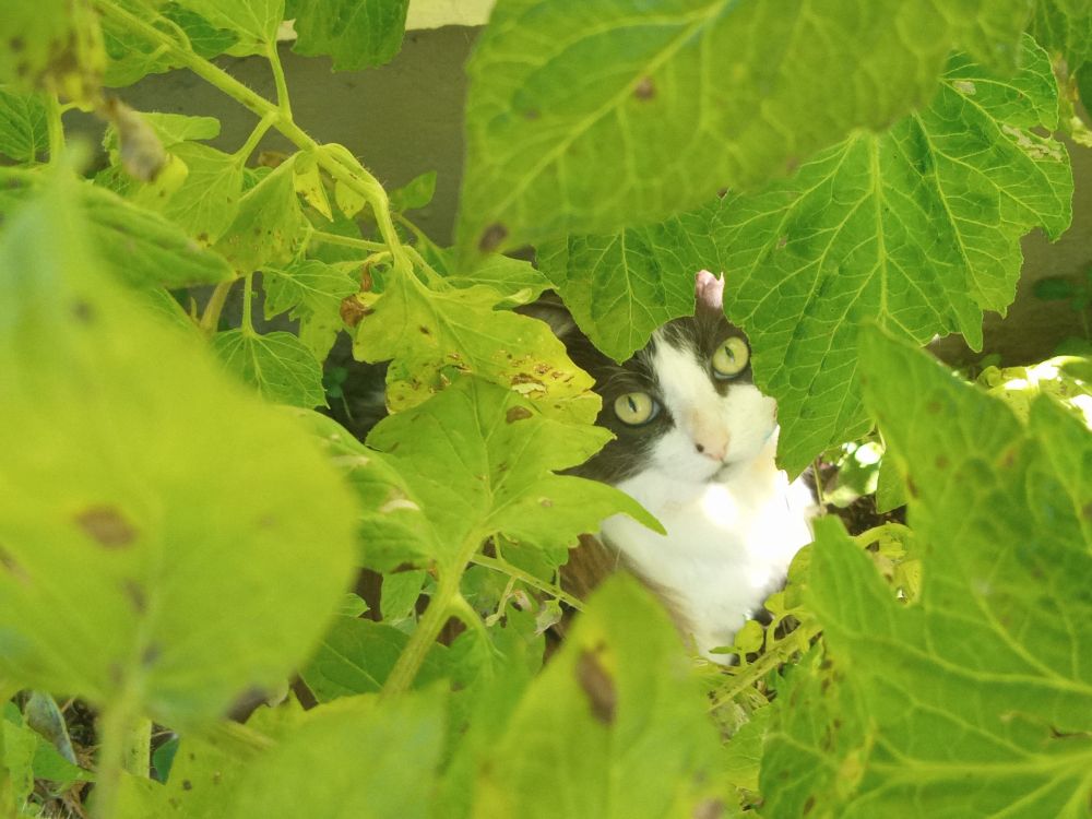 Foto da gata Luka em meio a um arbusto (plantação de tomate). Só é possível ver o rosto dela em meio às folhas, olhando para a câmera 