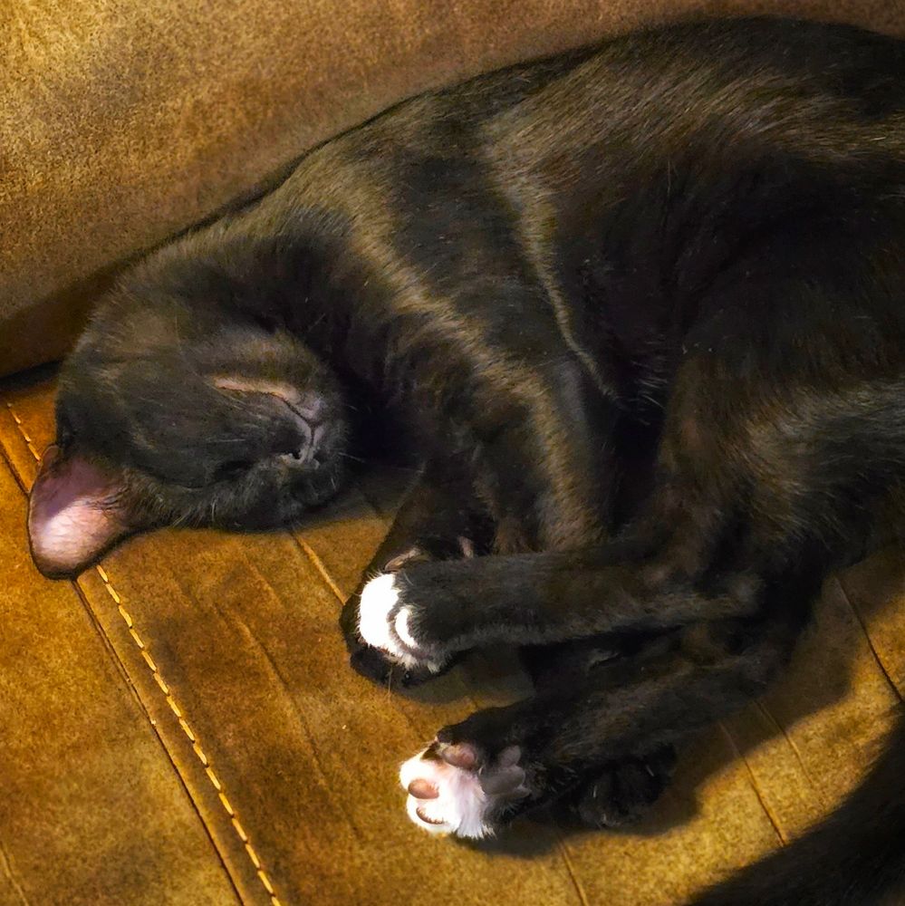 Black cat curled up in a ball sleeping.