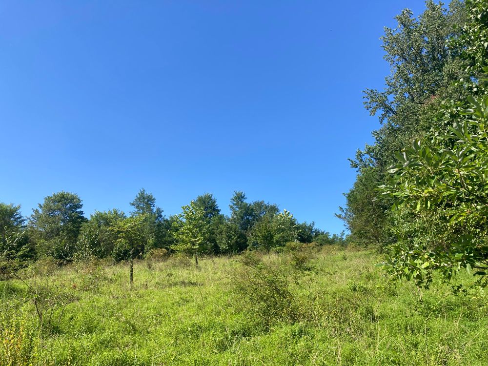 A green field, trees, blue sky. 