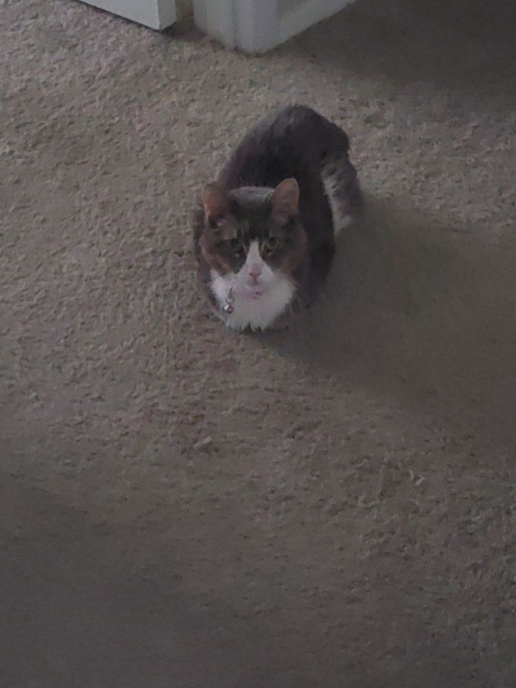 Another picture of Jade ominously loafing in an empty hallway staring at me like I just interrupted something important