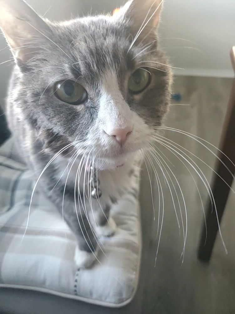 Close up of jade in my face. She has very long whiskers! She's servin'