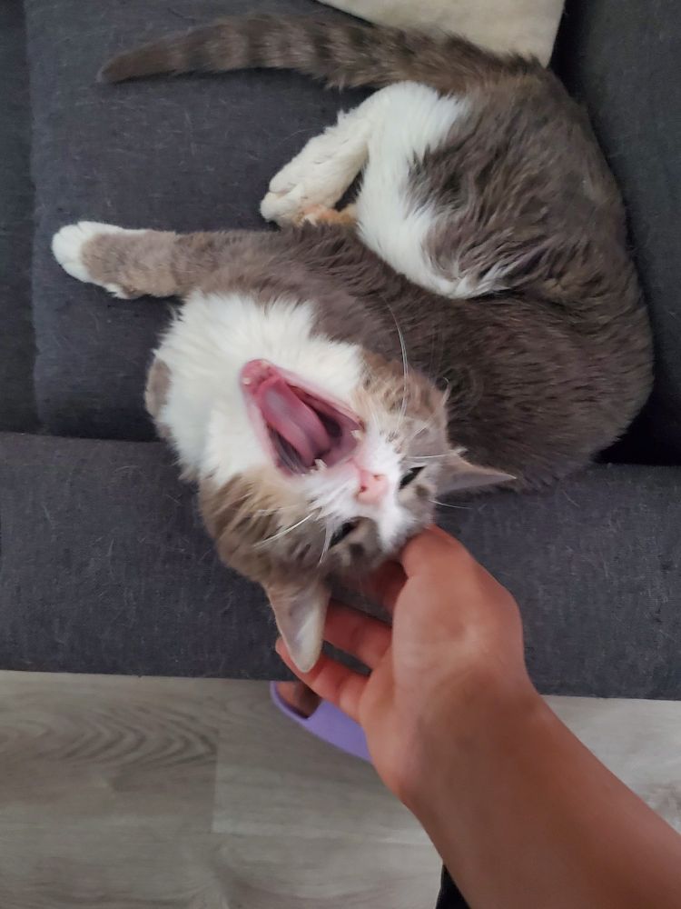 Picture of Jade roaring at me as she lies on the couch