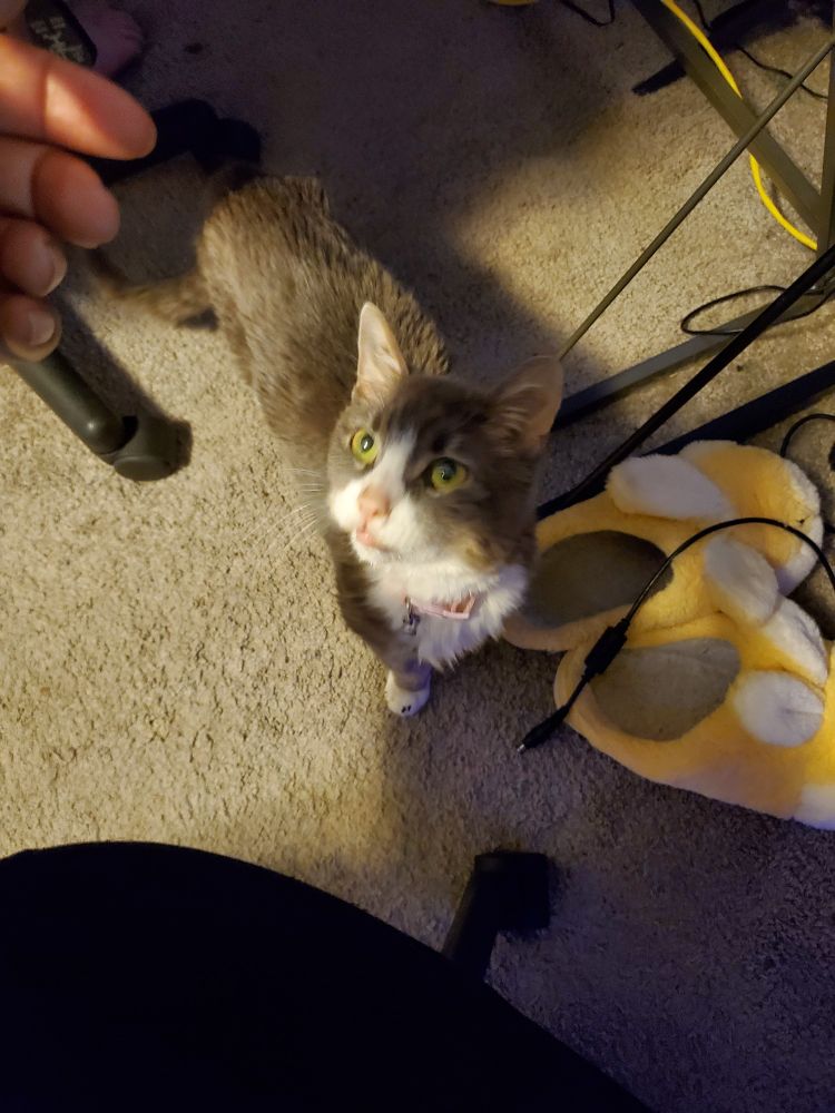 Picture of Jade my grey cat with a white muzzle and underbelly looking up at me with her big ol green eyes