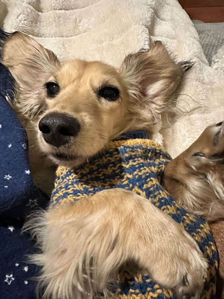 Mini longhaired cream shaded dachshund lying on her back in a blue and yellow handknit jumper. 