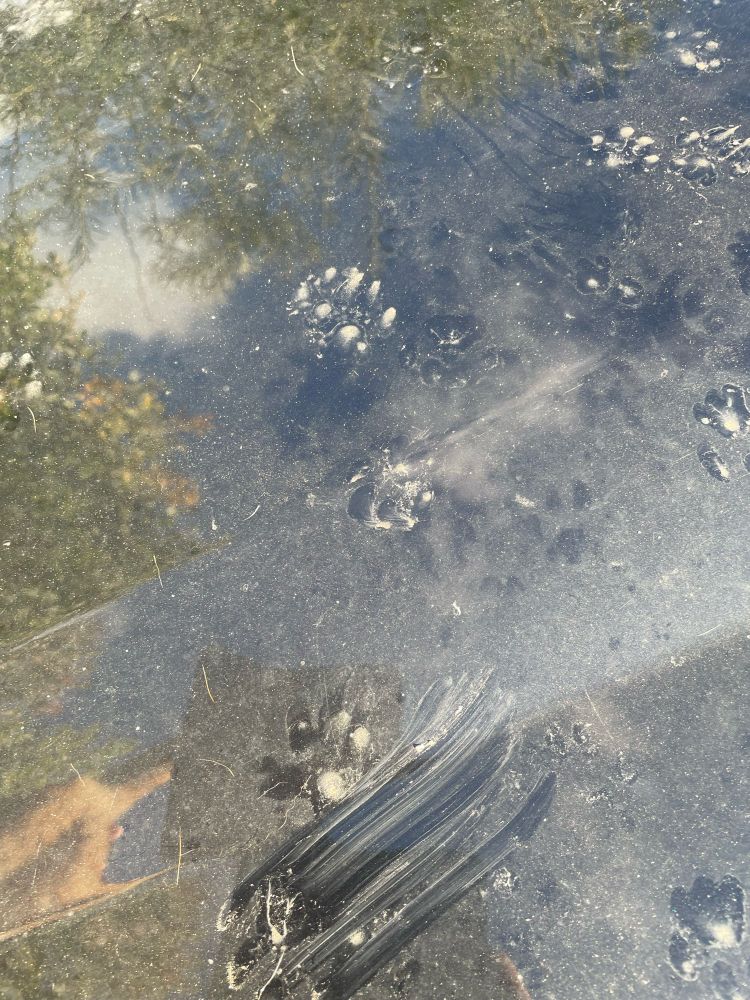 Traces de pattes de chat sur un capot de voiture sale 