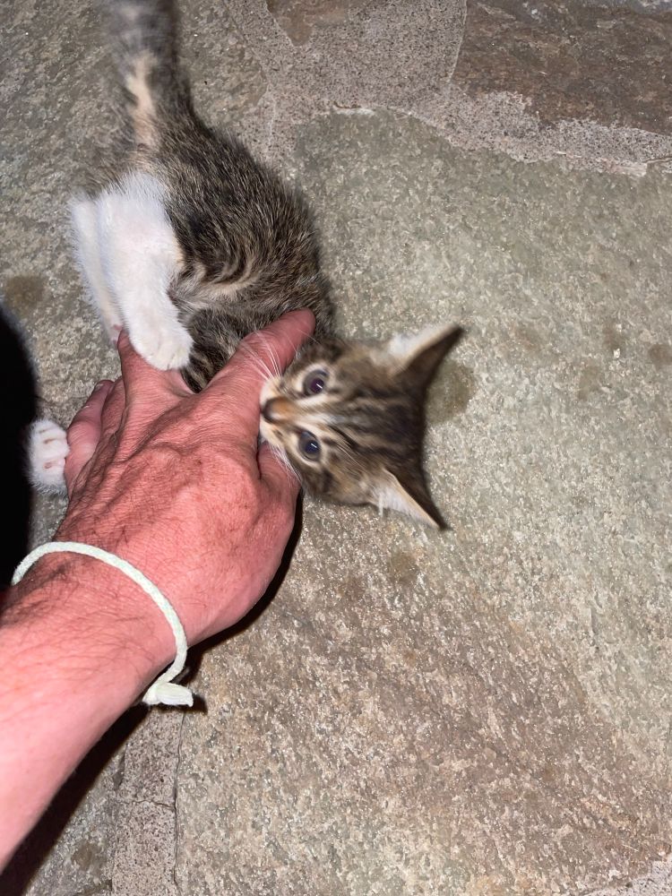 Scène d’une violence inouïe dans laquelle un félin tente de me manger la main 